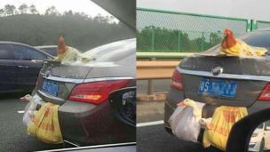 Cara membawa bebek dan ayam di mobil dilakuikan di China.