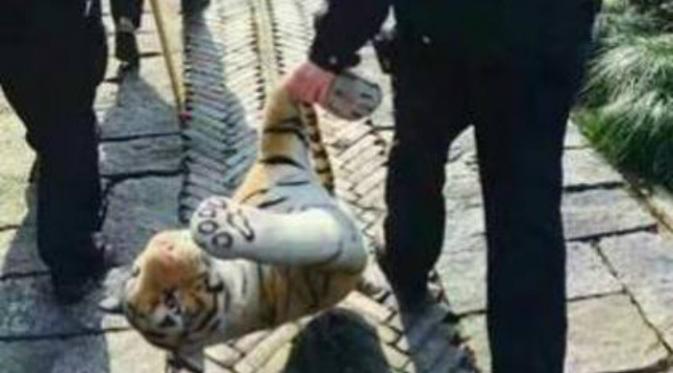 Harimau yang ditemukan di sebuah taman di China ternyata hanya sebuah boneka (Shanghaiist)