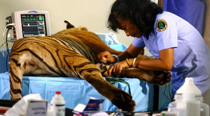 Dokter Yanti, Medik Veteriner atau dokter hewan di BKSDA Bengkulu, harus berkutat melakukan penyelamatan Harimau yang terus diburu oleh tangan rakus manusia (Liputan6.com/Yuliardi Hardjo)