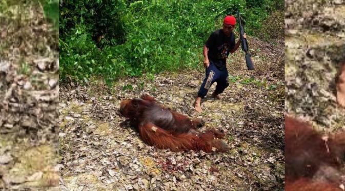  Seekor orangutan dibunuh dan dagingnya dibagikan untuk dikonsumsi atau dimasak di Kapuas, Kalimantan Tengah. (Foto: Istimewa)