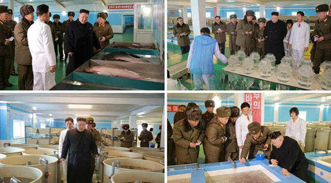 Kim Jong-un kunjungi peternak lele
