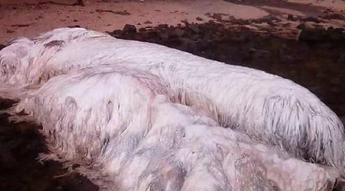 Misteri Makhluk Berbulu Putih Terdampar di Pantai Filipina (Facebook/News.com.au)