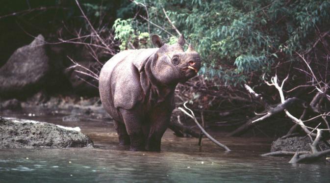Meskipun sudah sangat langka, tapi inilah hewan endemik yang ada di Taman Nasional Ujung Kulon, selain Badak Jawa. (Foto: cekaja.com)