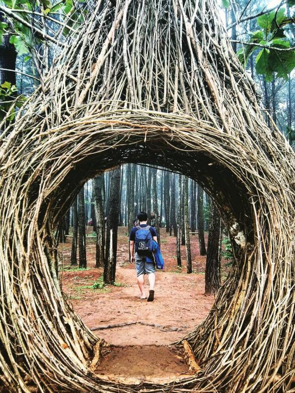 Hutan Pinus Pengger, Dlingo, Bantul, Yogyakarta. (eira_arie4321/Instagram)