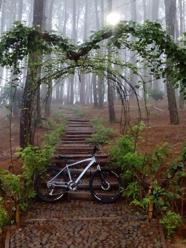 Hutan Pinus Pengger, Dlingo, Bantul, Yogyakarta. (arifpatuk/Instagram)