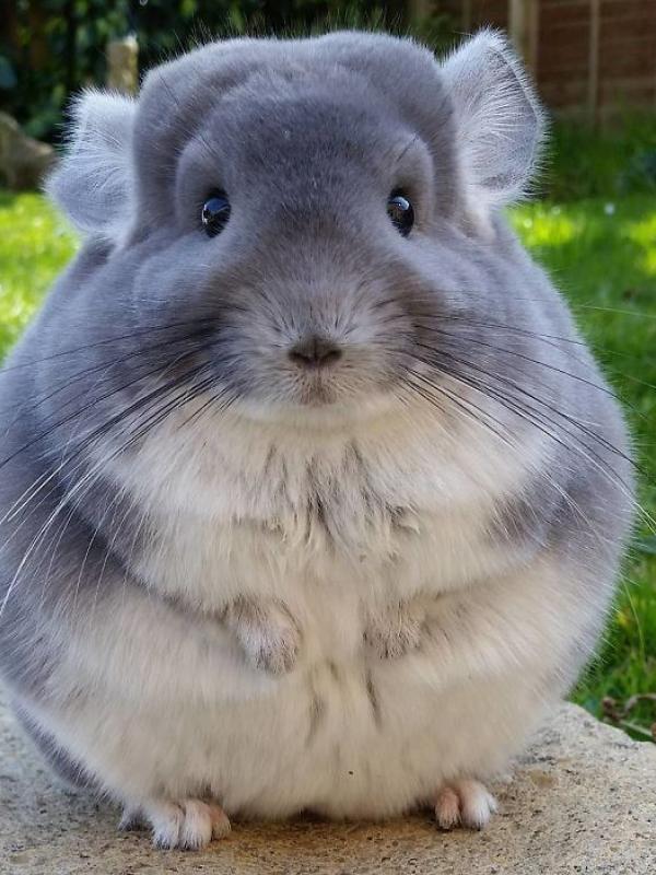 Ini Chinchilla. (Via: boredpanda.com)