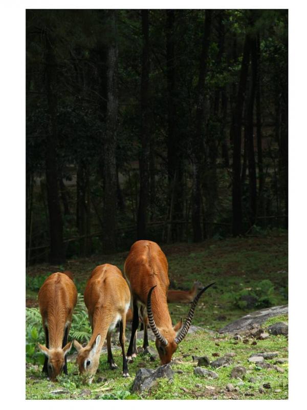 Taman Safari Prigen, Pasuruan, Jawa Timur. (resaraiss/Instagram)