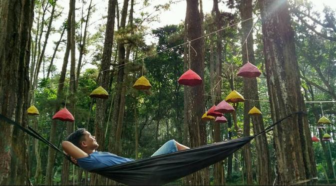 Hutan Pinus Tasnan, Bondowoso, Jawa Timur. (aripinseregar/Instagram)