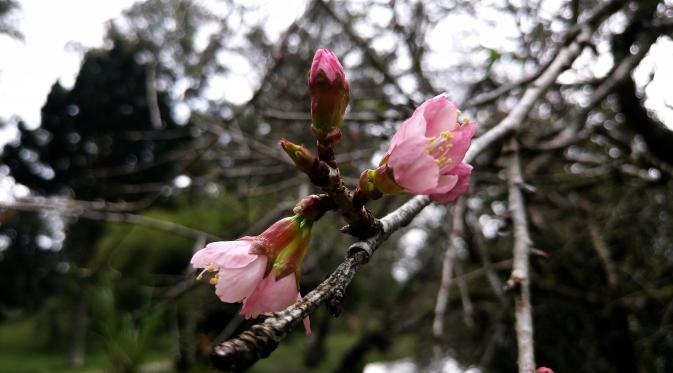 Bunga sakura yang mekar menambah semarak suasana pagi di Kebun Raya Cibodas, Cianjur, Jawa Barat. (/Muhamad Nuramdani)