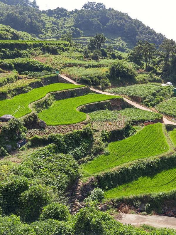 Darangee Village, Korea Selatan. (toimoi72/Instagram)