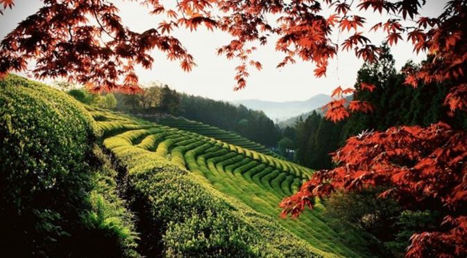 Boseong Green Tea Field, Korea Selatan. (Korea Tourism)