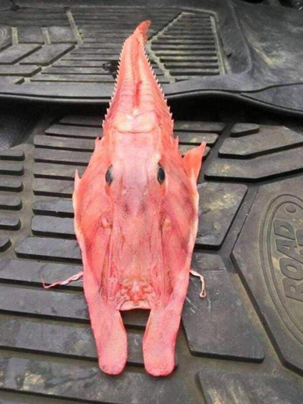 Ikan aneh temuan nelayan Australia | via: thesun.co.uk 