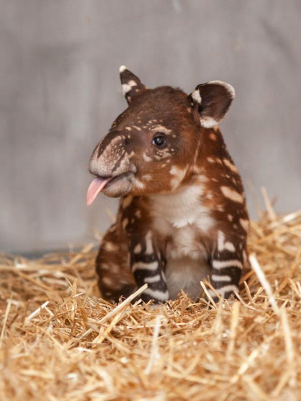 Tapir. (Via: boredpanda.com)