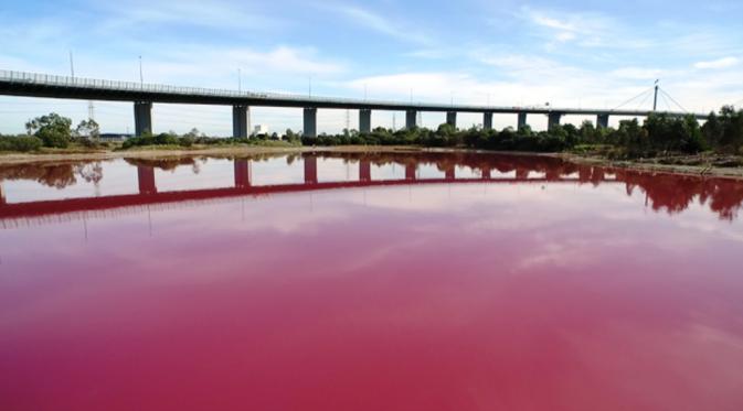 Orang bertanya-tanya, apa gerangan yang membuat perairan itu tiba-tiba berwarna pink mencolok. (Parks Victoria)