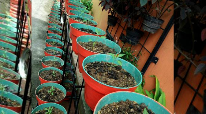 Warga Lorong 56, Jalan Gunung Nona, Kecamatan Ujung Pandang, Makassar, Sulsel, mengisi aktivitas pagi dengan menanam cabai. (Liputan6.com/Eka Hakim)
