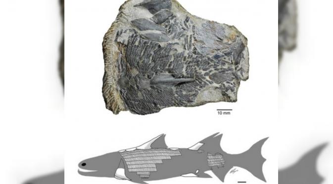 Fosil Ikan Purba Berusia 420 Juta Tahun Ditemukan di China (Xinhua)