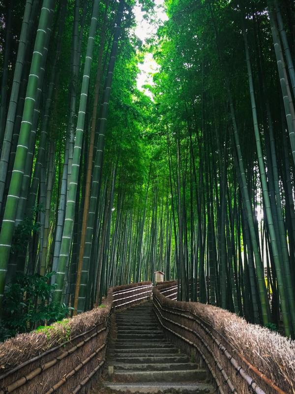 Arashiyama Kyoto, Jepang. (lestaylorphoto/Instagram)