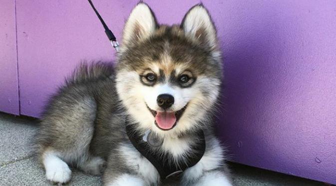 Kelucuan Norman, seekor anjing Husky Pomeranian telah menyita perhatian netizen di Instagram. (Via: boredpanda.com)