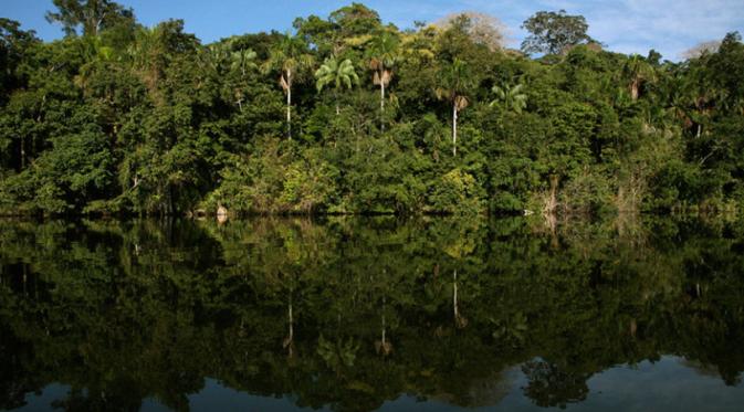 Hutan Amazon di Bolivia (Voyagers)