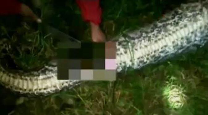 Insiden ular makan manusia di Sulawesi Barat yang menggegerkan warga. (Liputan6 SCTV)