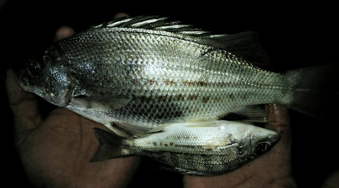 Ikan endemik Sungai Mandar di Kecamatan Tinambung, Kabupaten Polewali Mandar, Sulawesi Barat. (Liputan6.com/Ahmad Yusran)