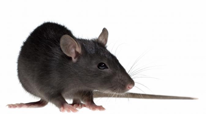 Ilsutrasi tikus pembawa Leptospirosis | via: pestworldforkids.org