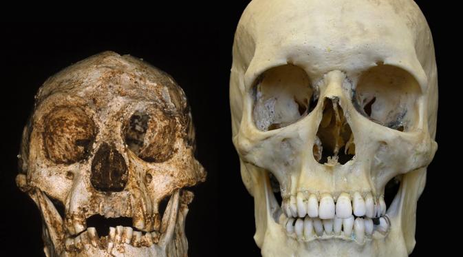 Homo floresiensis (anthropology.net)