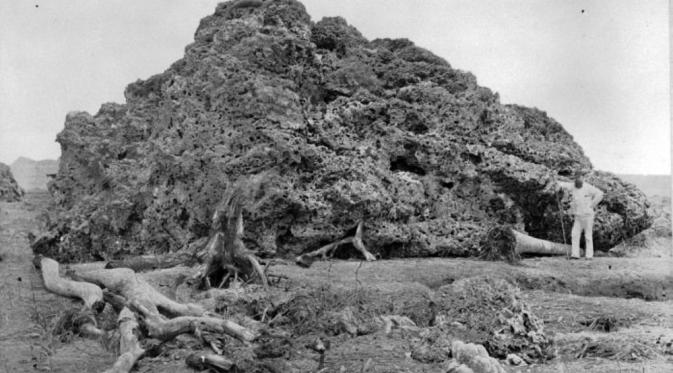 Letusan Gunung Krakatau 1883 (Wikipedia)