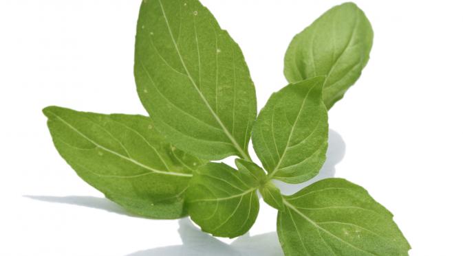 Jangan sepelekan kemangi. Daun hijau dengan aroma khas ini mengandung vitamin penting untuk tubuh. Apa saja?