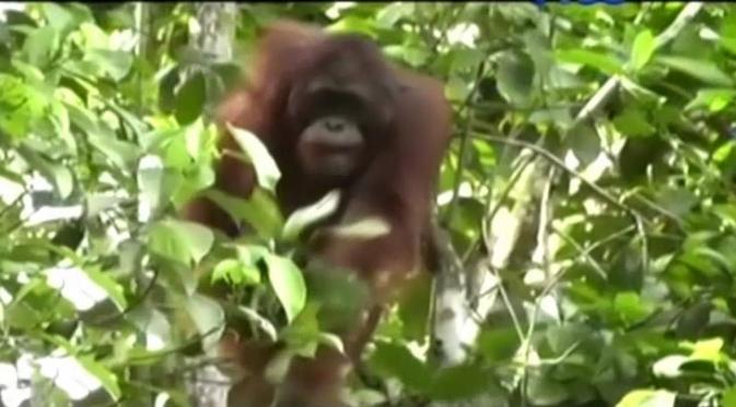 Orangutan | Via:: liputan6.com