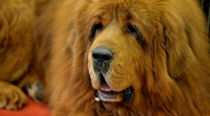 Tibetan Mastiff, anjing termahal di dunia (Reuters)