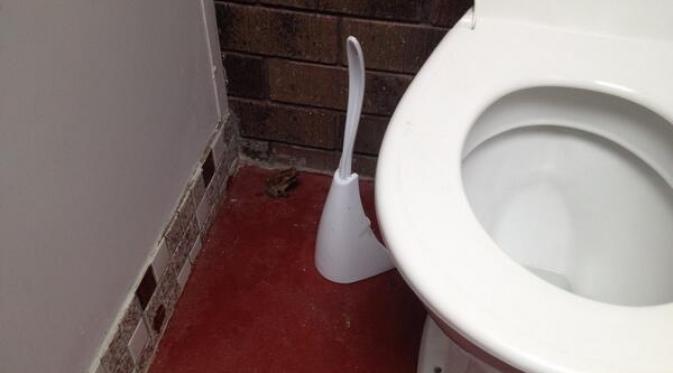 Toilet Australia