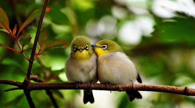10 Burung Yang Banyak Diminati Lifestyle Fimela Com