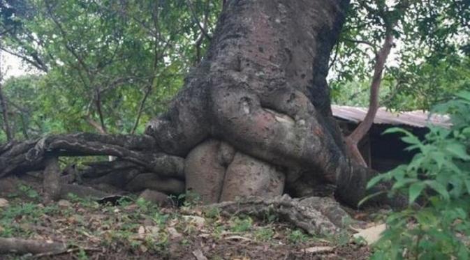 Pohon Aneh yang Menyerupai Manusia