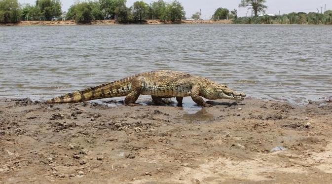 Buaya selama ini dikenal sebagai binatang buas yang bisa memangsa manusia.