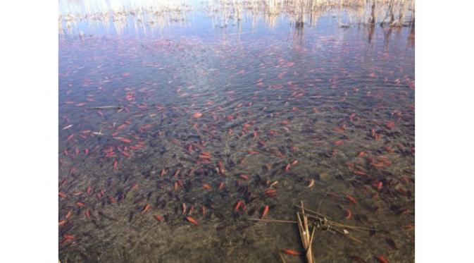 Danau yang kumuh berubah menjadi berwarna sejak ribuan ikan mas hidup dan berkembang biak di dalamnya.