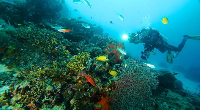 Menyelami keindahan terumbu karang Raja Ampat | via: indonesiatravel.com