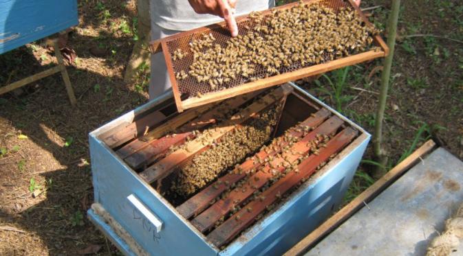 Cara Modern Memanen Madu Tanpa Harus Mengganggu Lebah