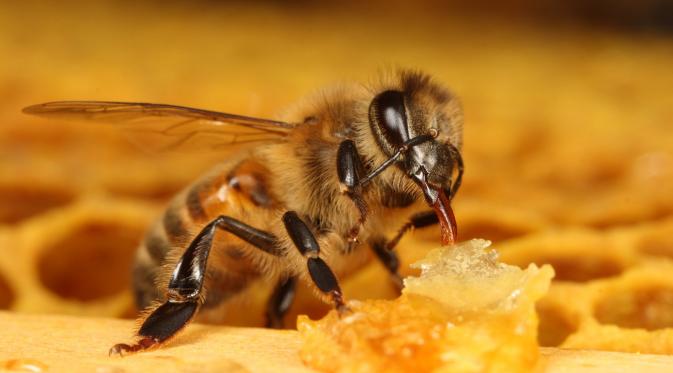 Proses pembuatan sarang lebah dan cara penen madu secara modern yang tersaji dalam sebuah video.
