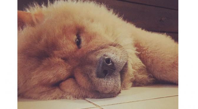 Aura Kasih memasang foto seekor anjing lucu bernama Axel. Axel rupanya anjing milik Glenn Fredly. Foto: Instagram.