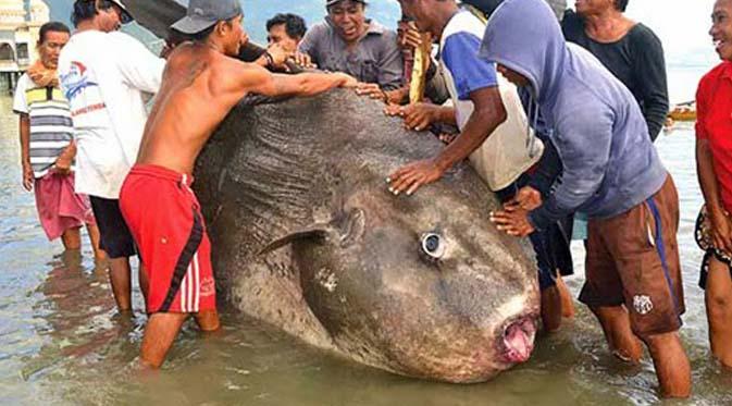 Seorang nelayan dari kampung Lere Kecamatan Palu Barat, Sulawesi Tengah berhasil menangkap Ikan Raksasa Jenis Mola - Mola