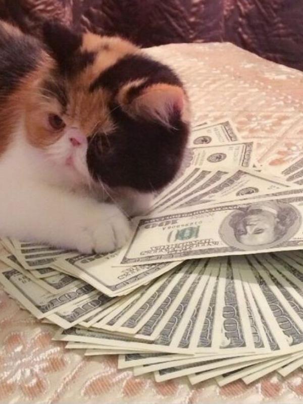 Kucing tajir #6 | via: instagram.com/cashcats