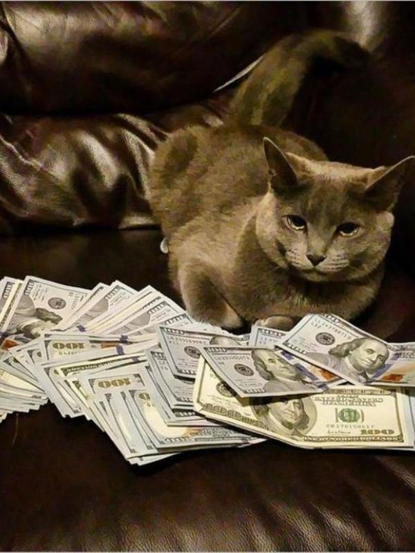 Kucing tajir #10 | via: instagram.com/cashcats