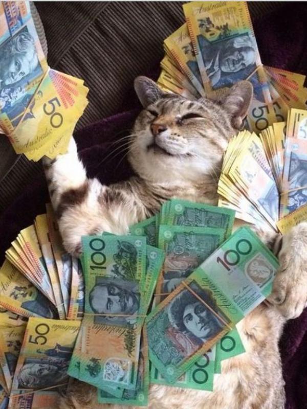 Kucing tajir #11 | via: instagram.com/cashcats