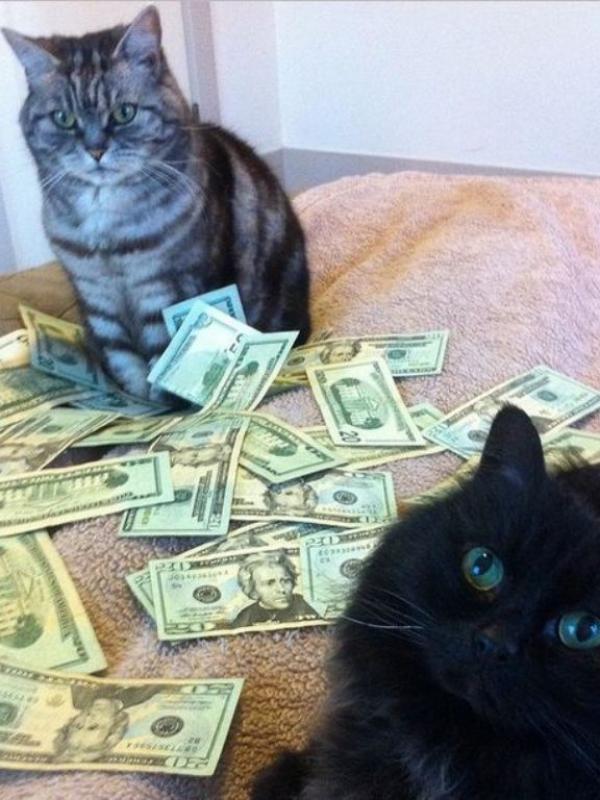 Kucing tajir #12 | via: instagram.com/cashcats