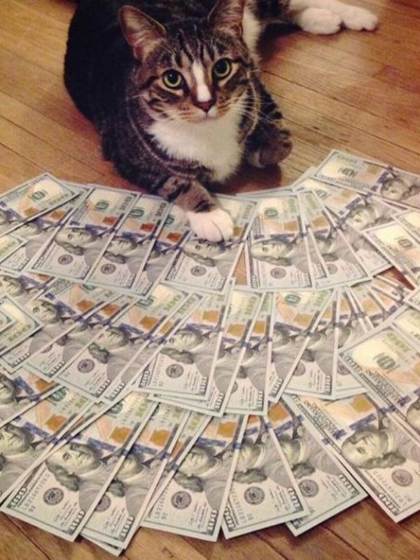 Kucing tajir #13 | via: instagram.com/cashcats