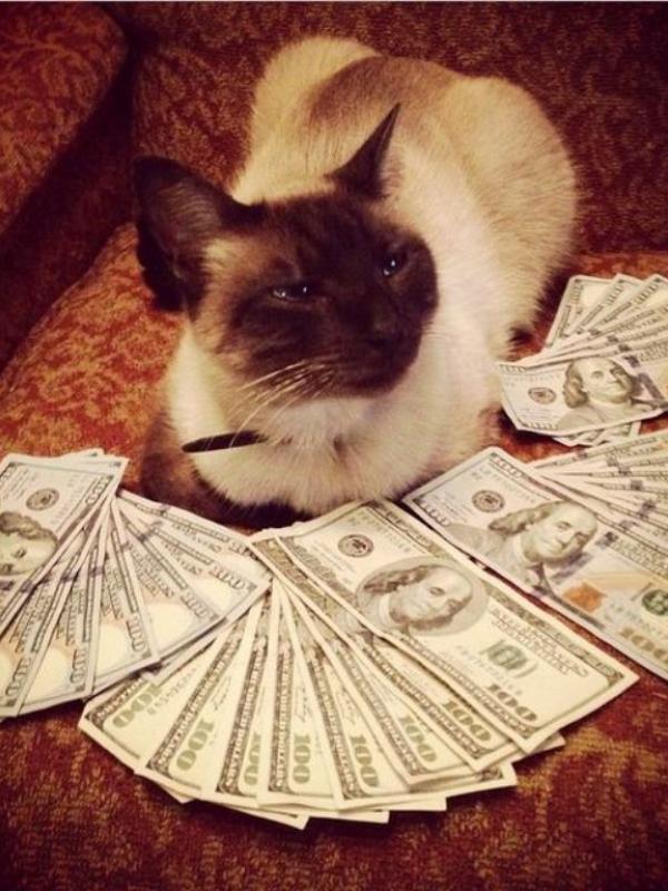 Kucing tajir #14 | via: instagram.com/cashcats