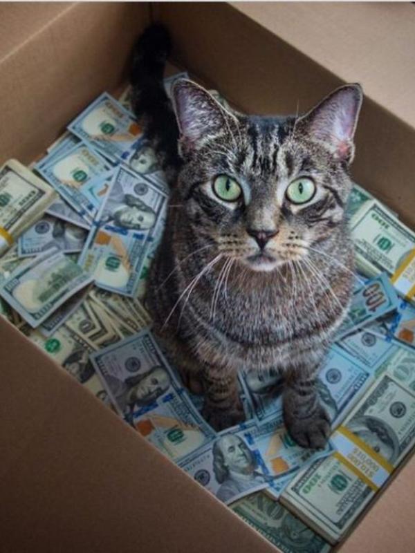 Kucing tajir #15 | via: instagram.com/cashcats