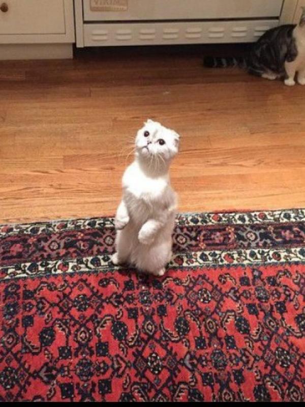 Foto kucing Taylor Swift dari Instagram Calvin Harris. (dok. Instagram)