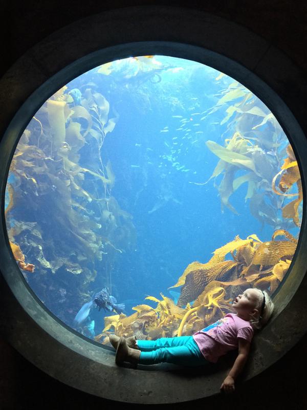Gadis kecil memandang akuarium raksaksa di Monterey, California (Via: smithsonianmag.com)